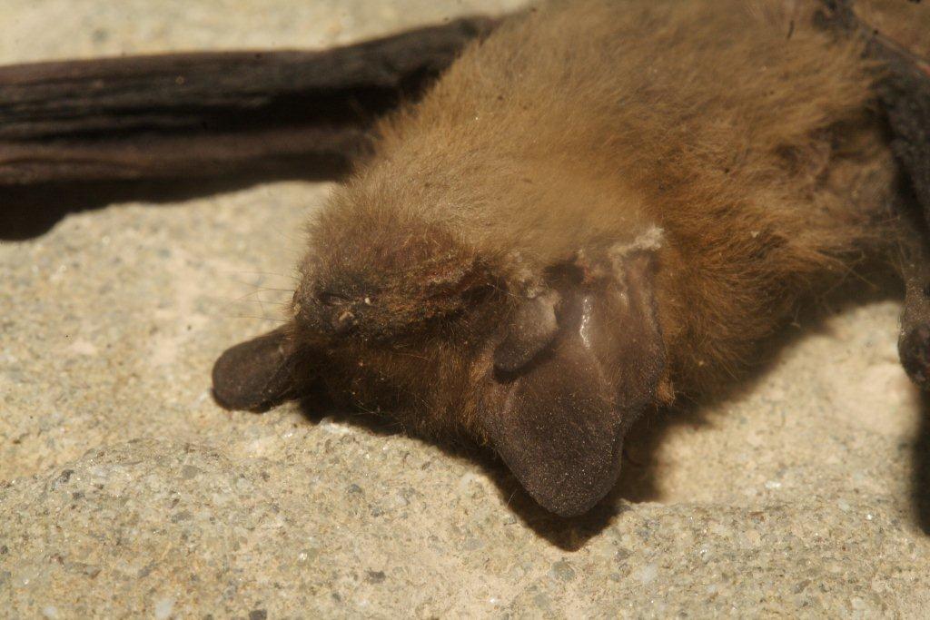 Pipistrellus sp.